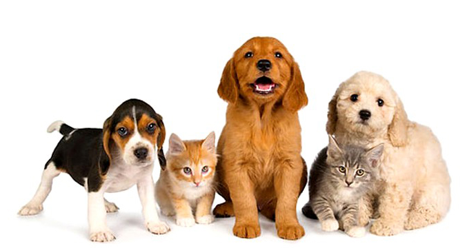 Ponte Arcobaleno Trieste cremazione animali domestici